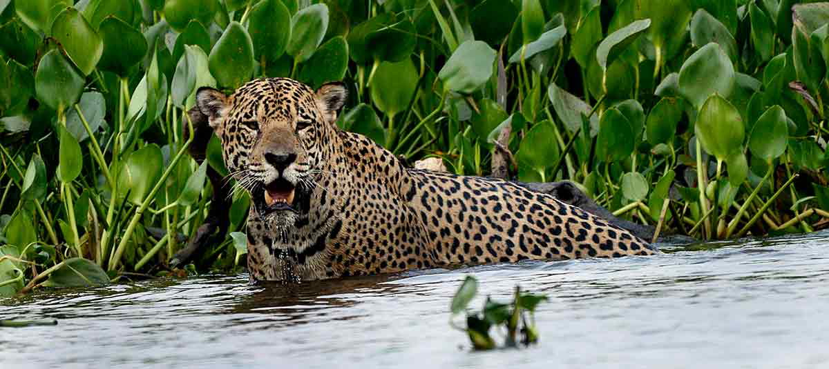 jaguar pantanal brazil south america