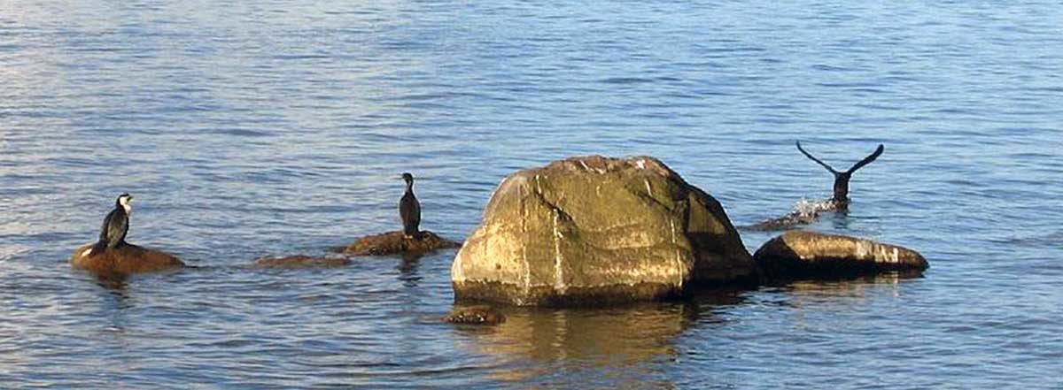 lake taupo birds