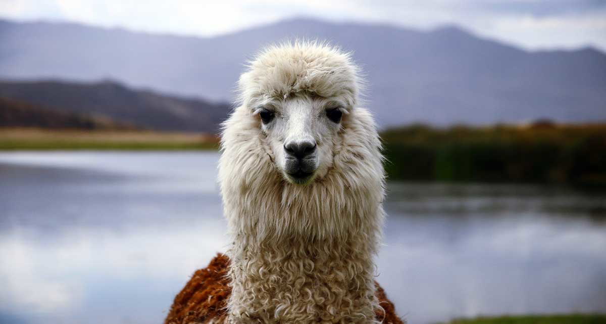 llama peru