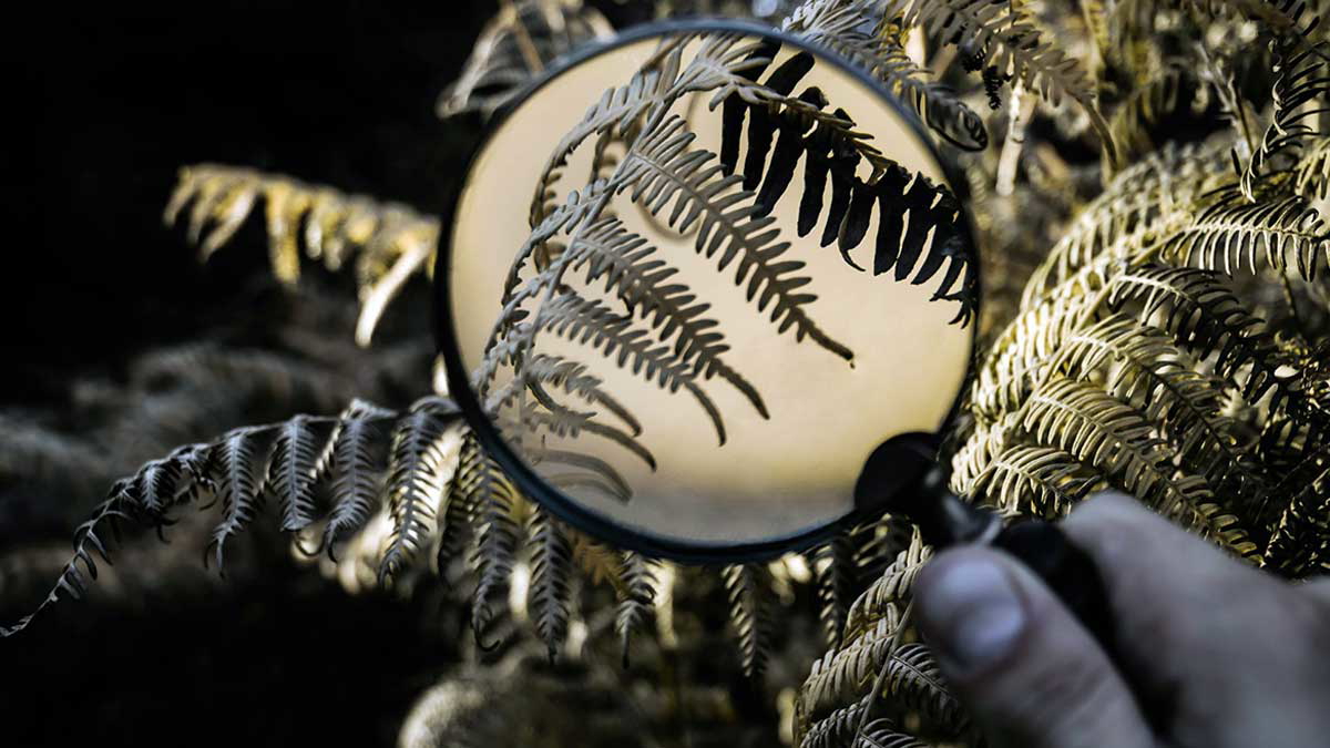 magnifying glass tree photo
