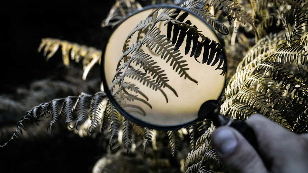 magnifying glass tree photo