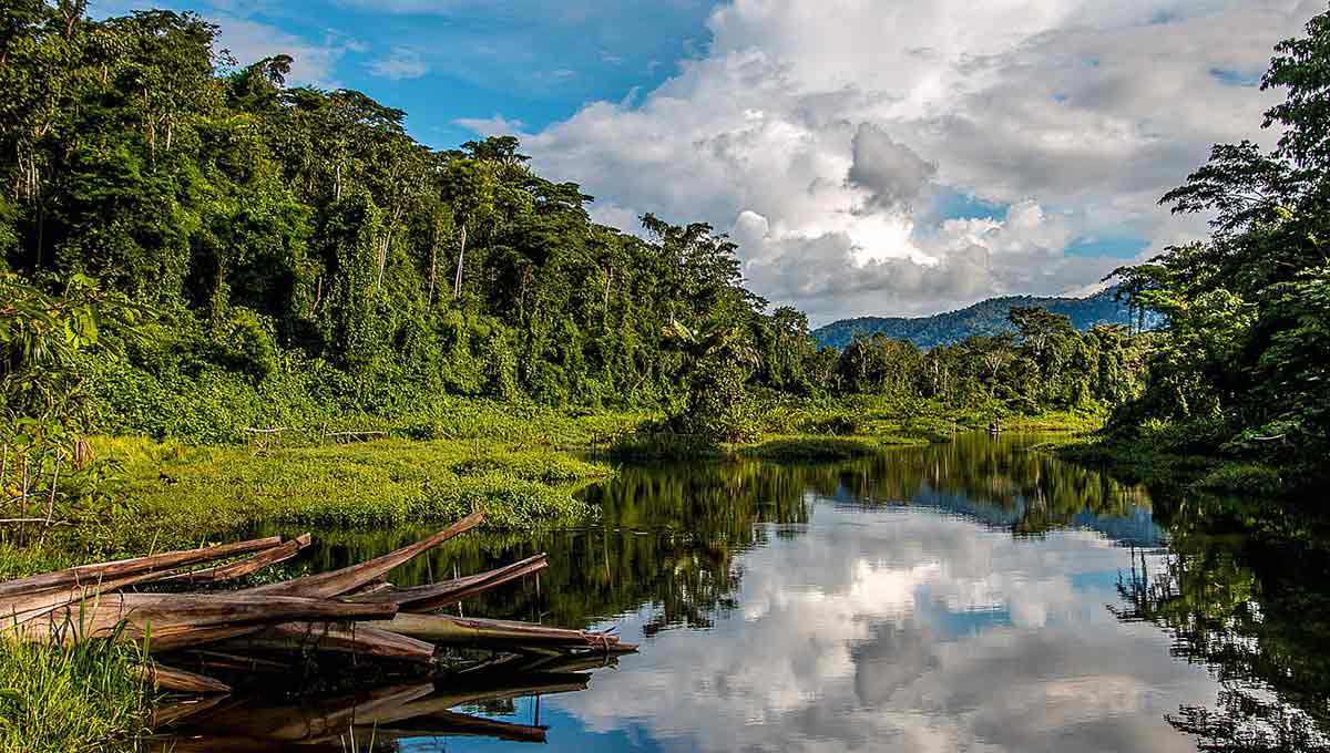 manu national park amazon south america