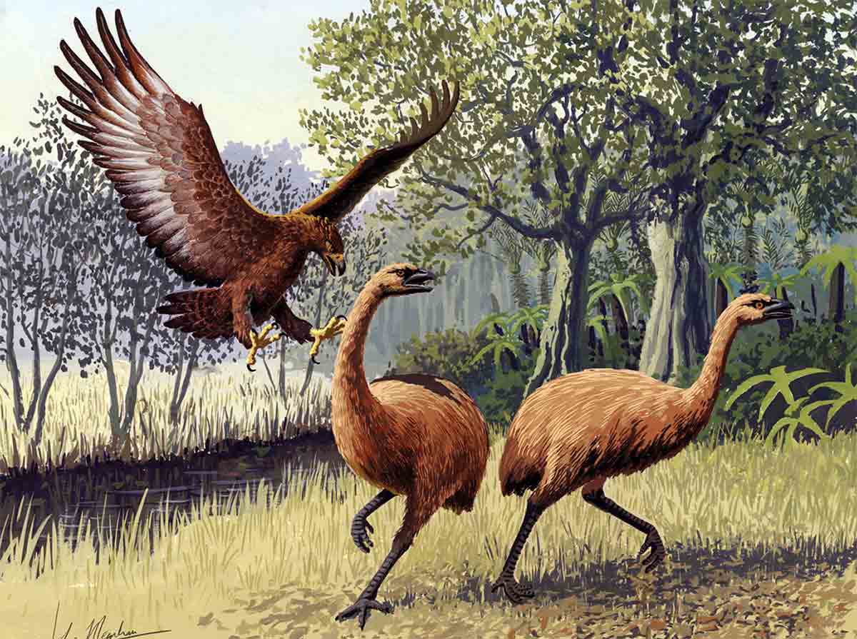 moa attack illustration