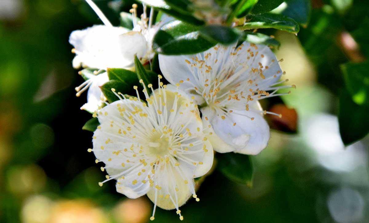 myrtle flowers 1
