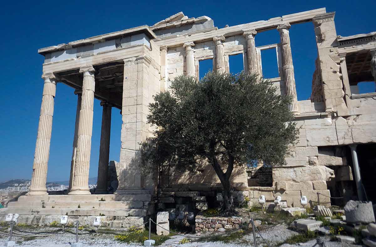 olive tree acropolis