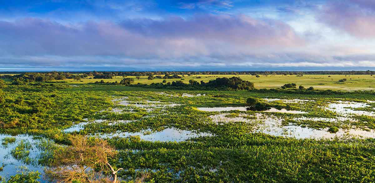 pantanal wetlands brazil south america