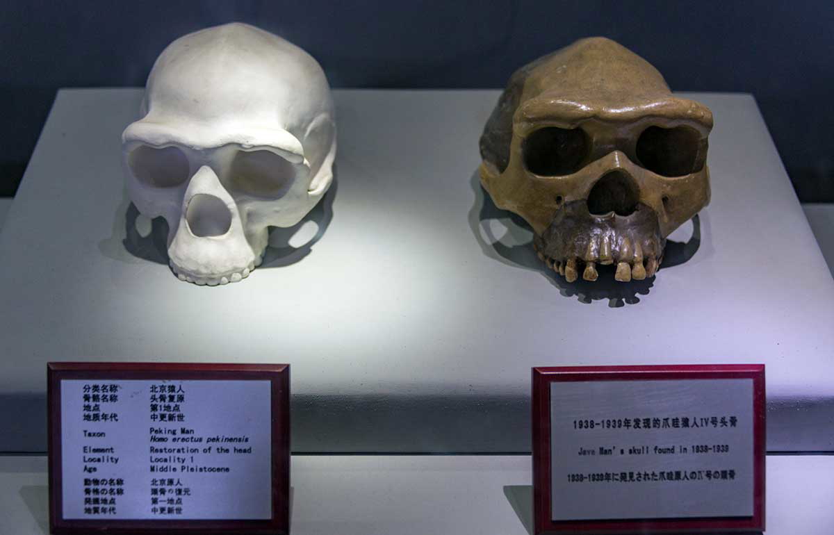 peking man skulls