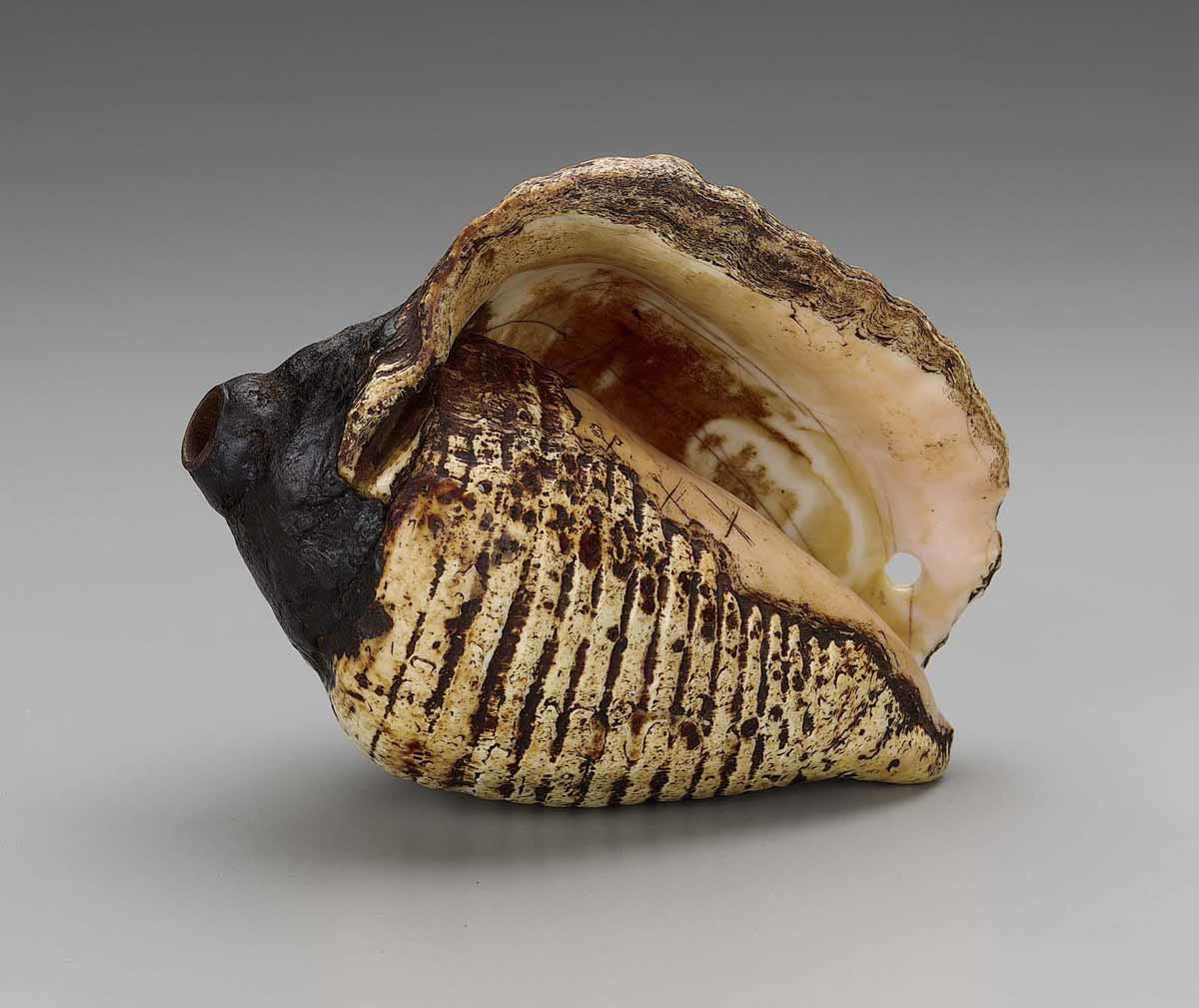 pututu shell trumpet peru