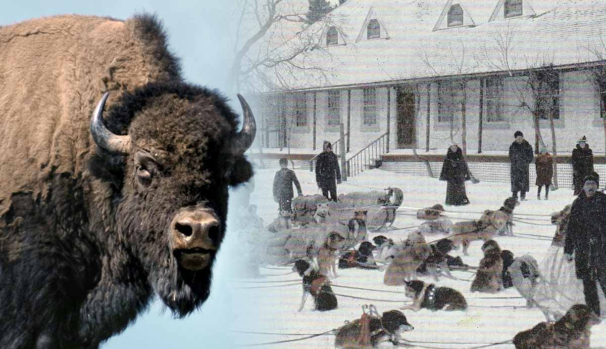 role metis play depletion bison herds