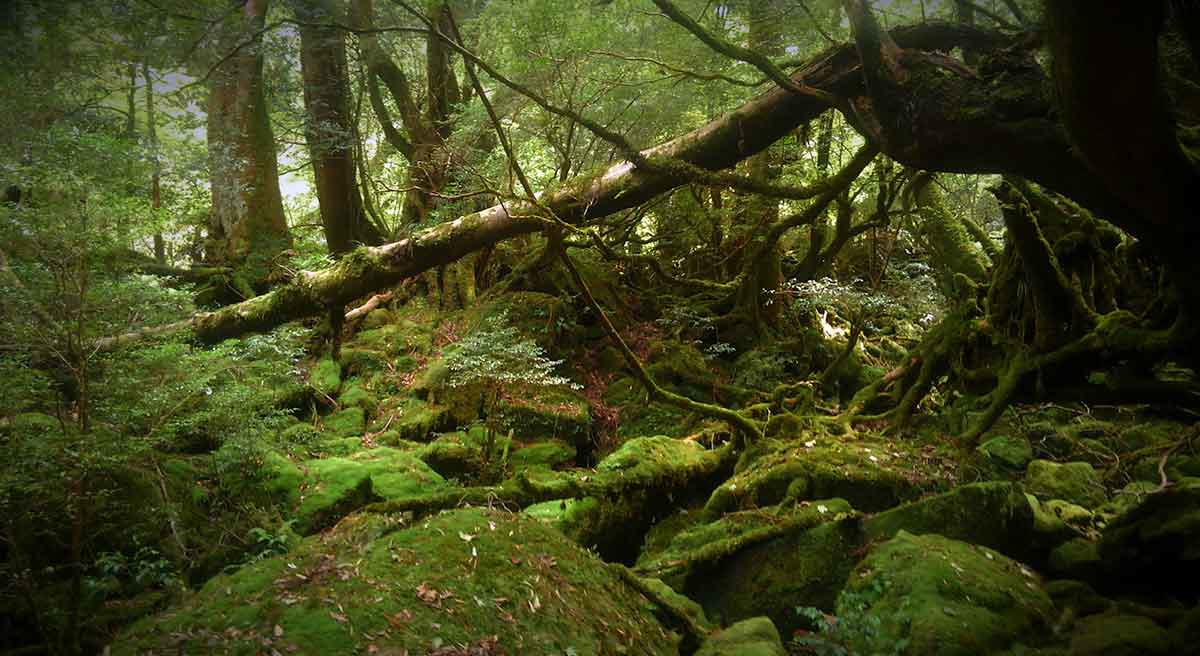 shiratani unsuikyo yakushima