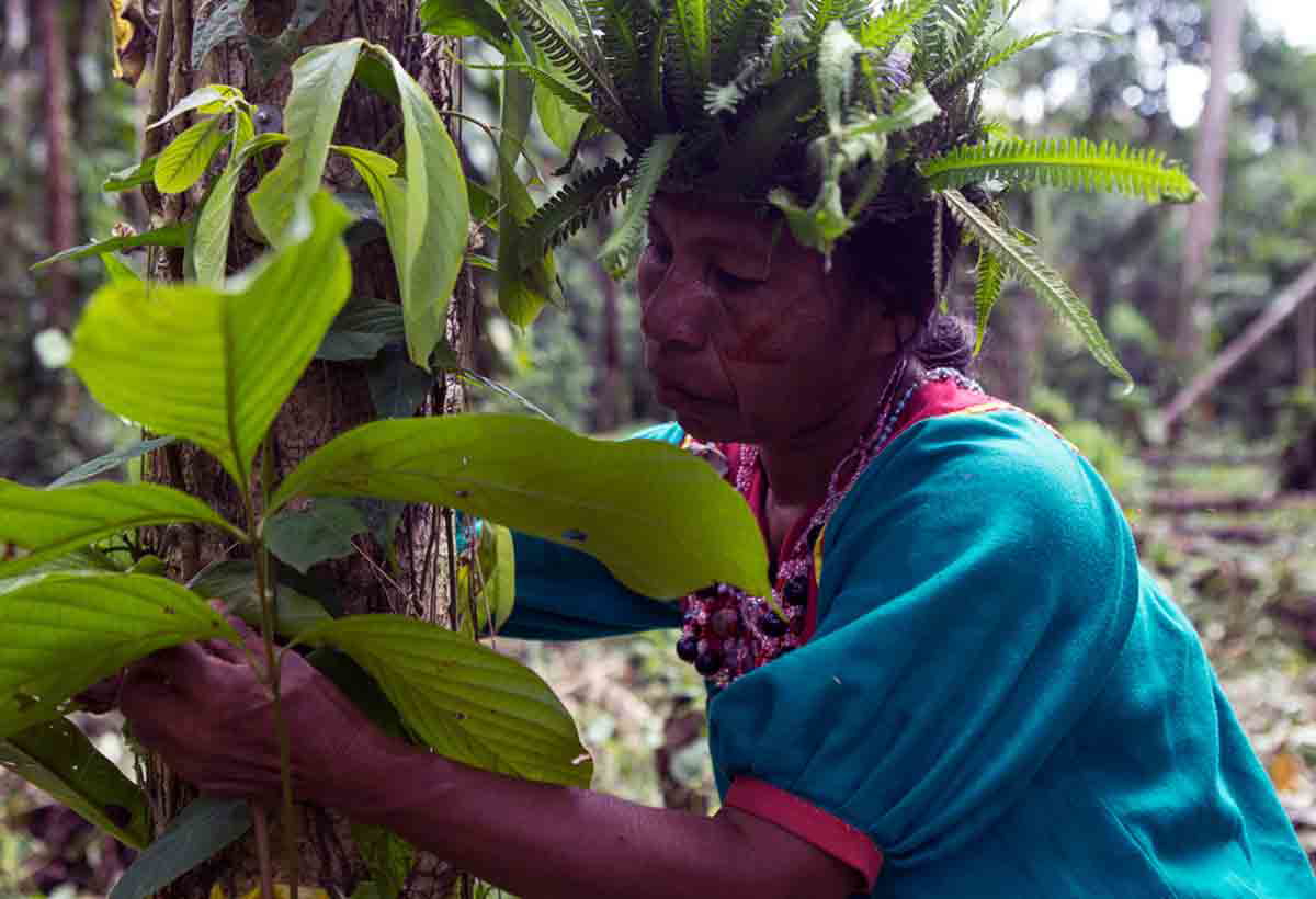siona woman caring plant ecuadorian amazon