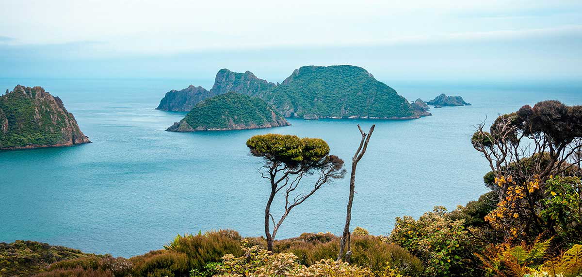 stewart island trees maori
