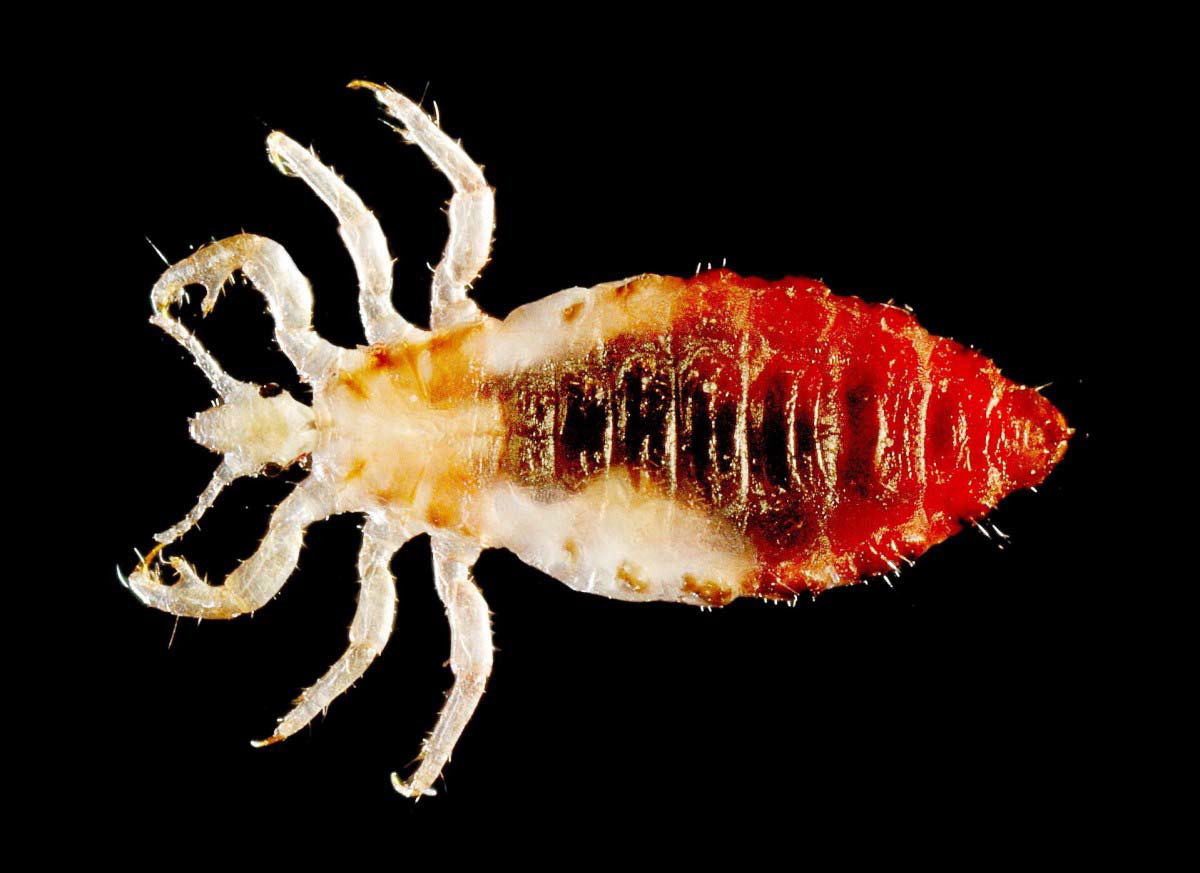 typhus facts louse