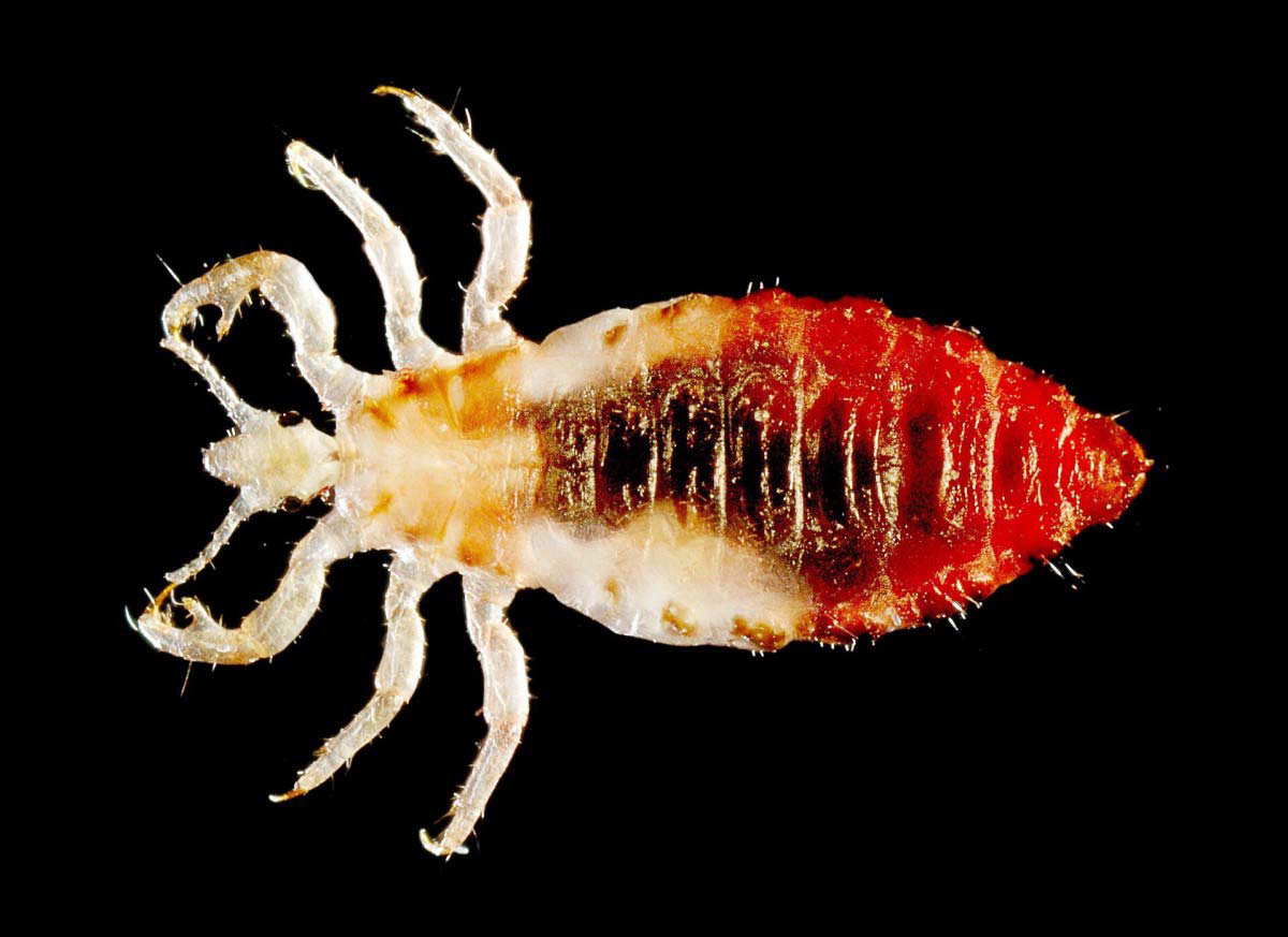 typhus facts louse