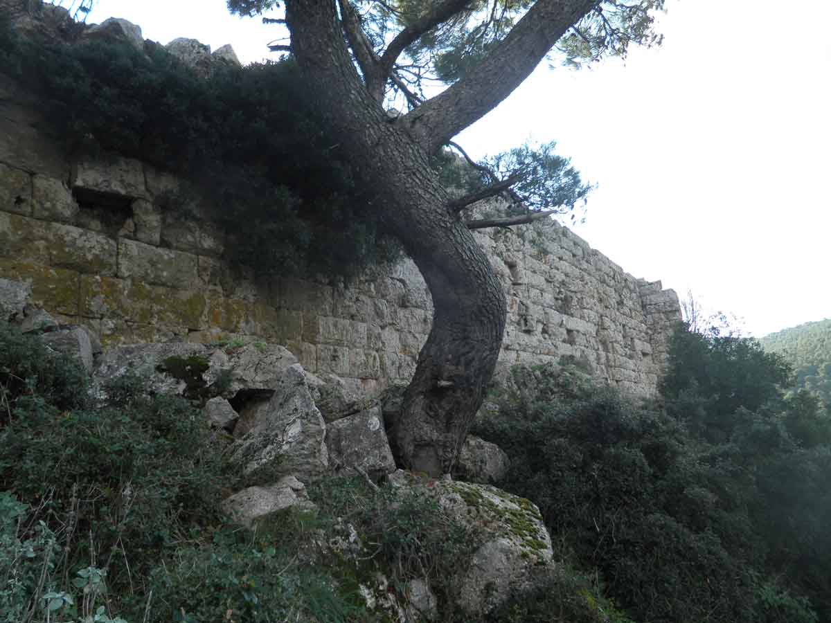 walls Phyle author