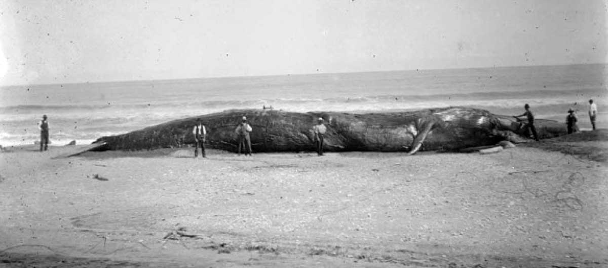 whale okarito beach maori