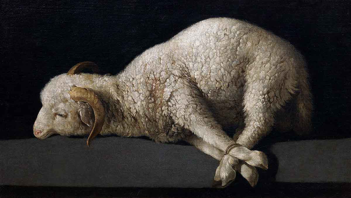 zurbaran tied up lamb