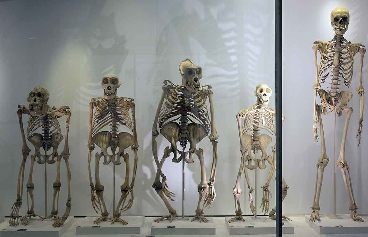Great ape skeletons