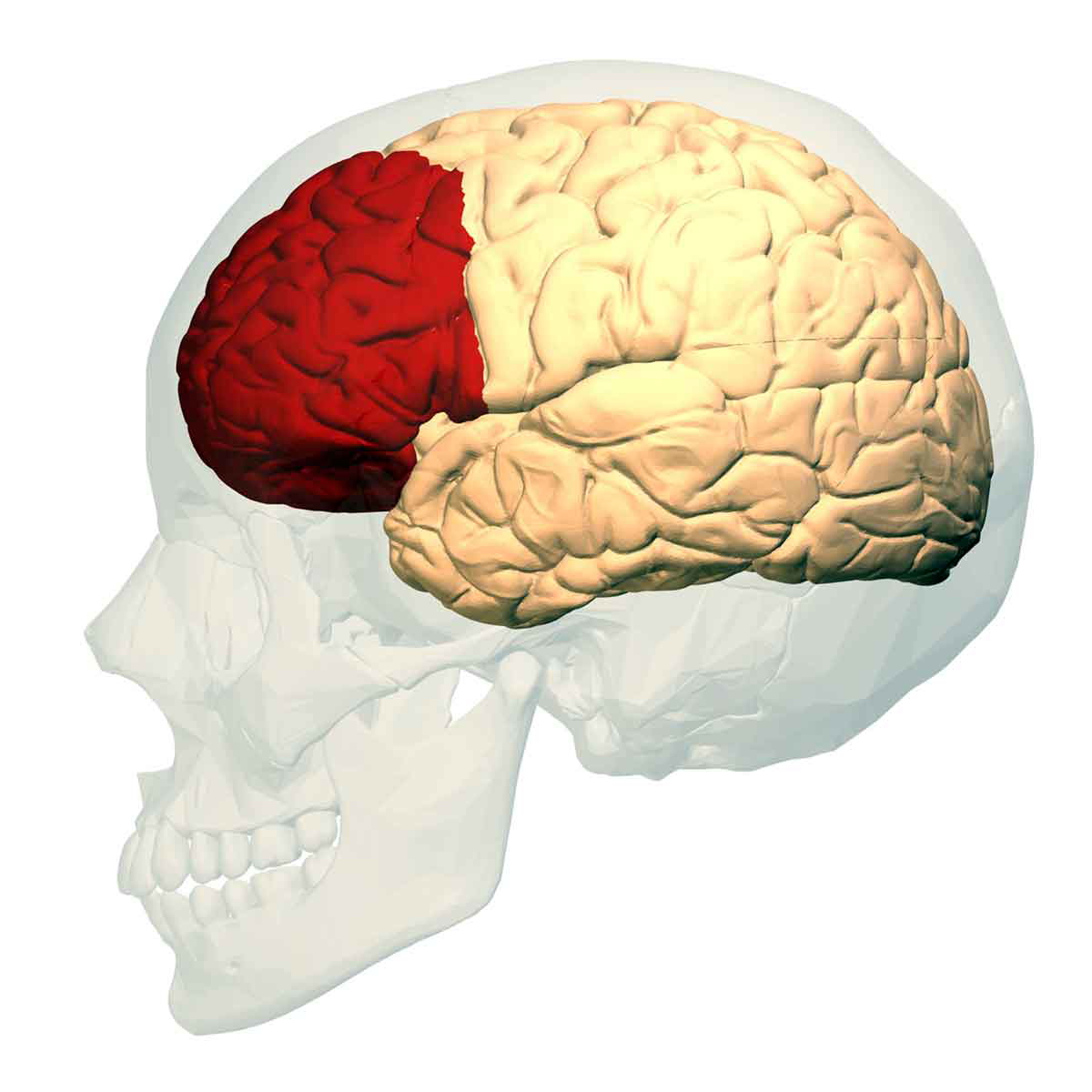 Prefrontal cortex left
