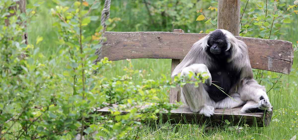 The thinking ape