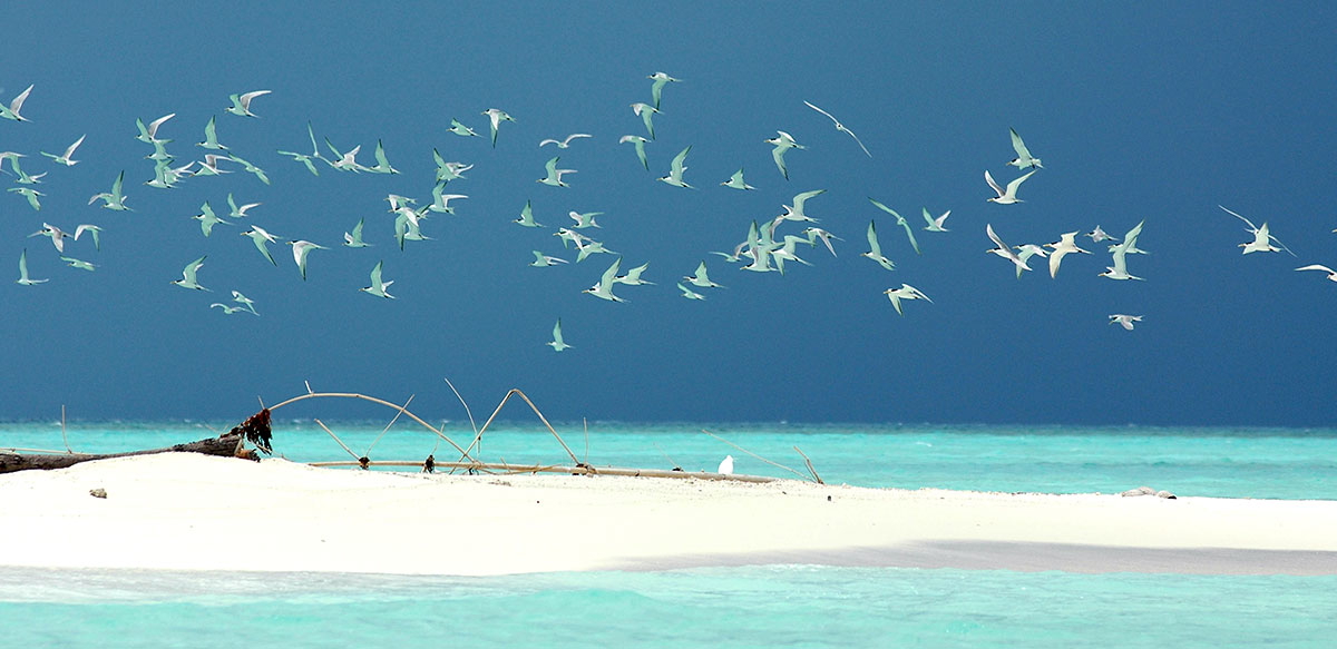 Tubbataha Reefs beach philippines