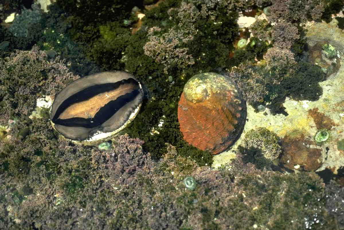 abalone tasmania australia photograph