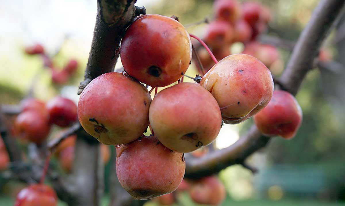 apples on a tree