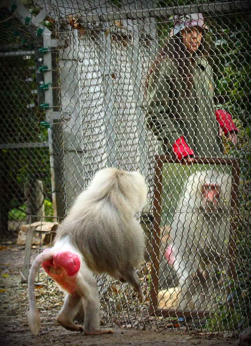 baboon mirror test