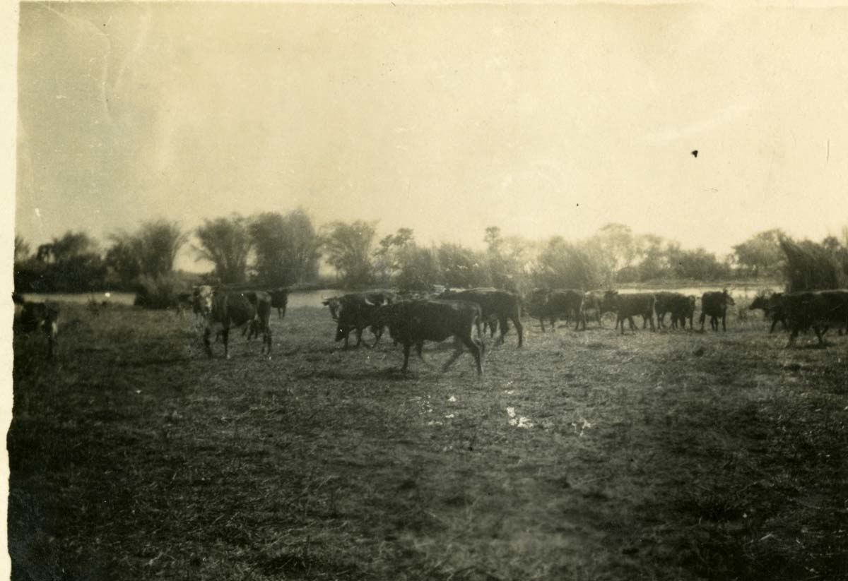 cattle herd australia