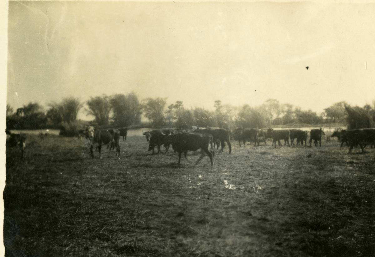 cattle herd australia