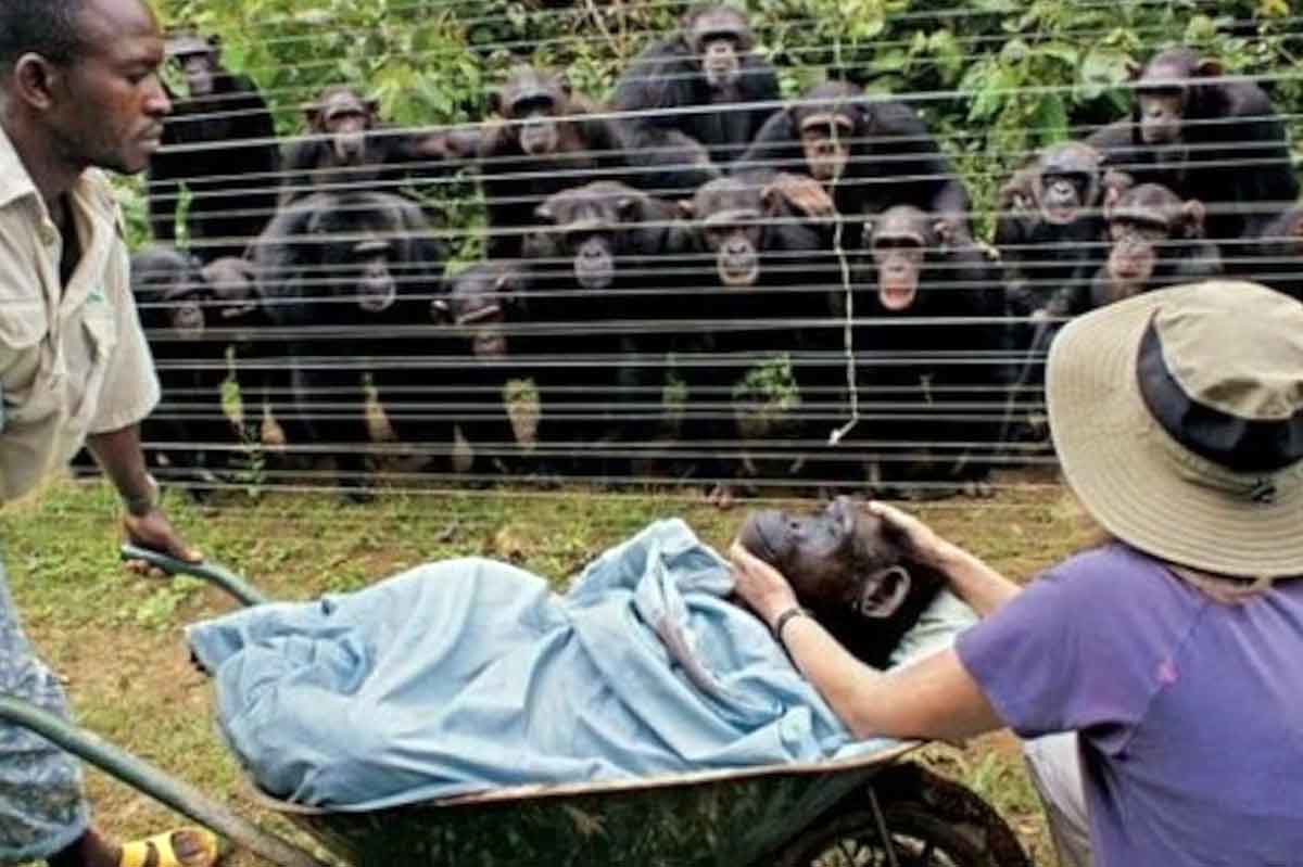 chimps mourn troop member