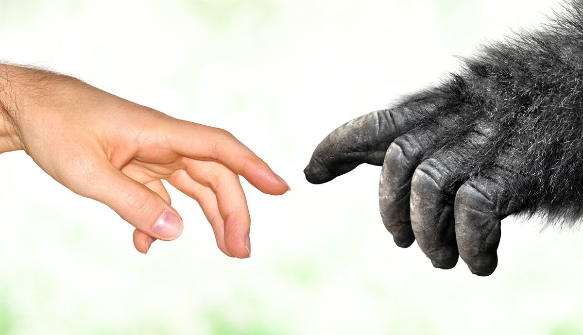 do apes ponder afterlife