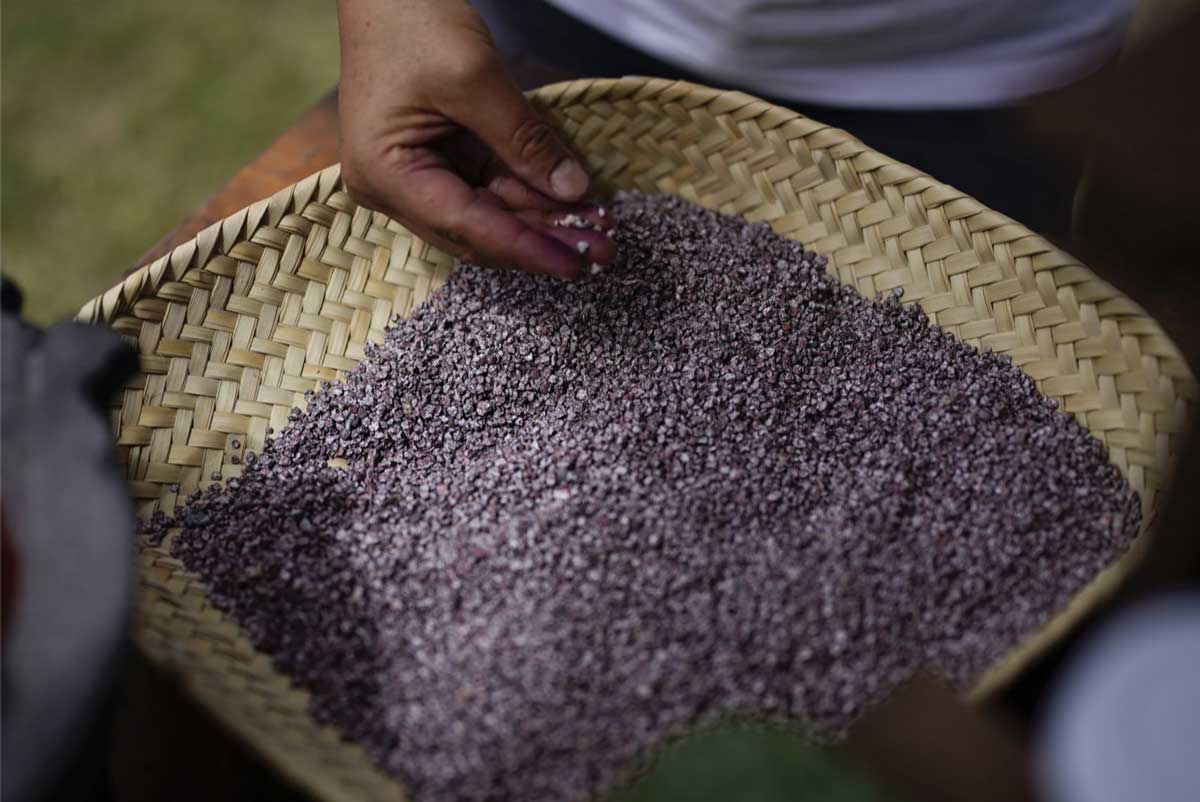 dried cochineal