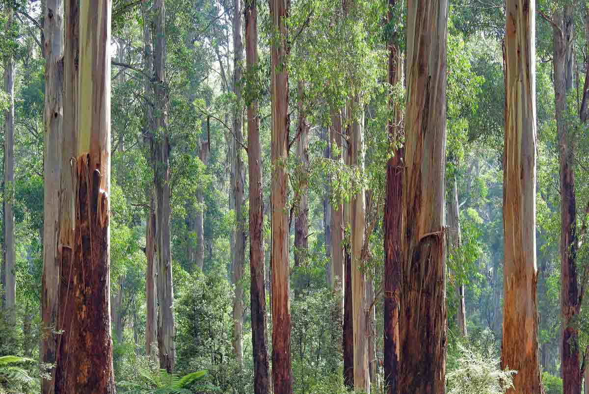 eucalyptus australia picture