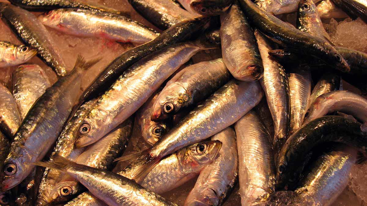 herring image
