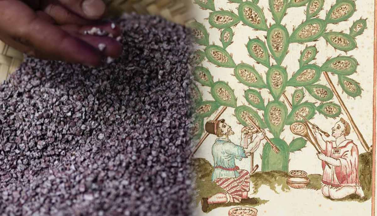 how cochineal dye built mexican cities