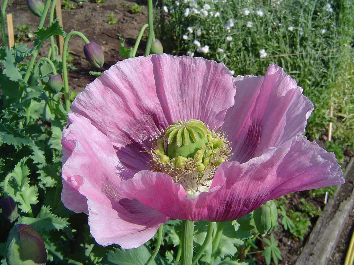illegal remedies opium poppy