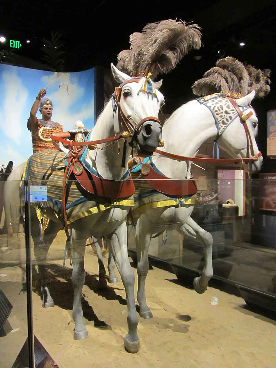 king tut chariot replica