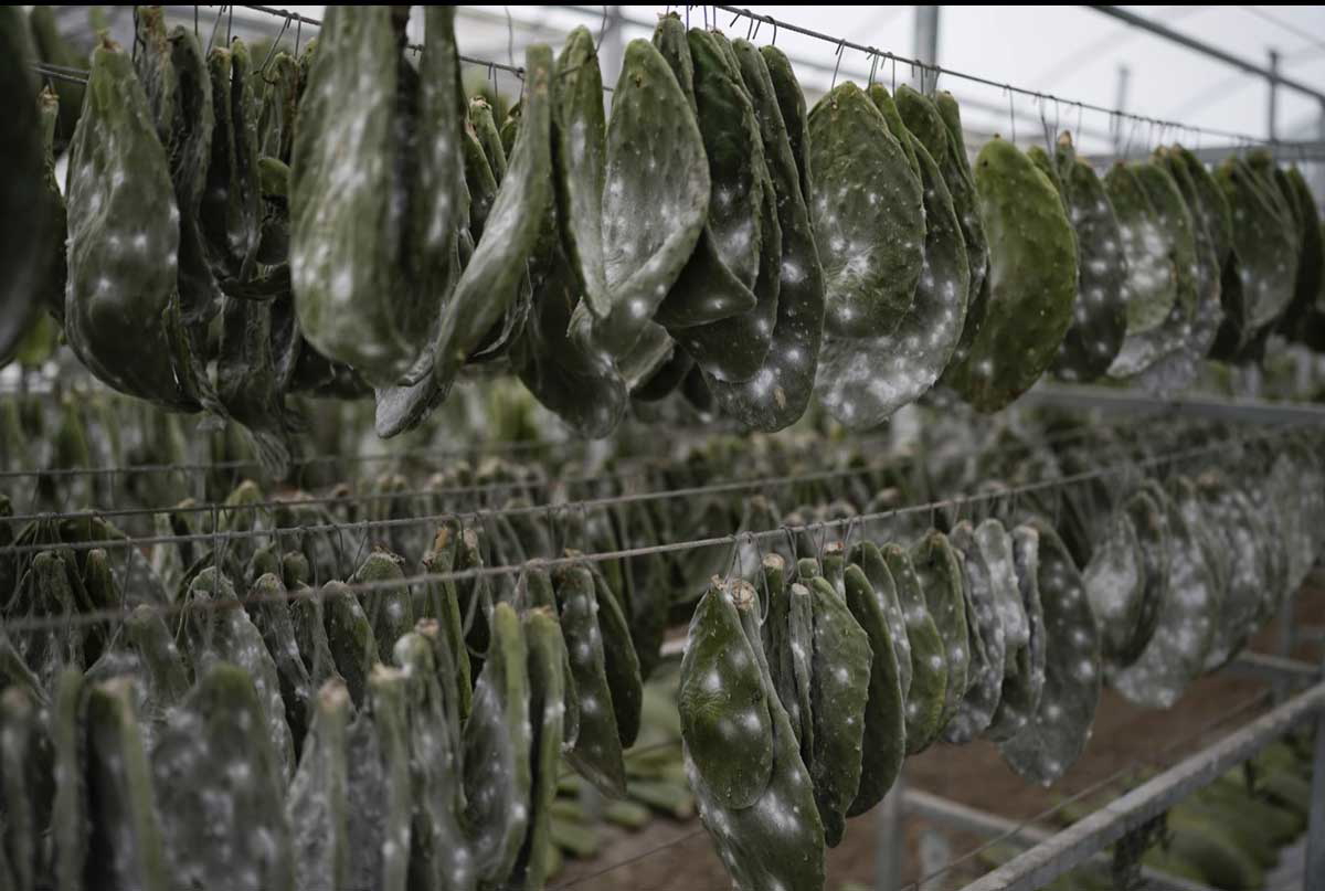 nopal cacti