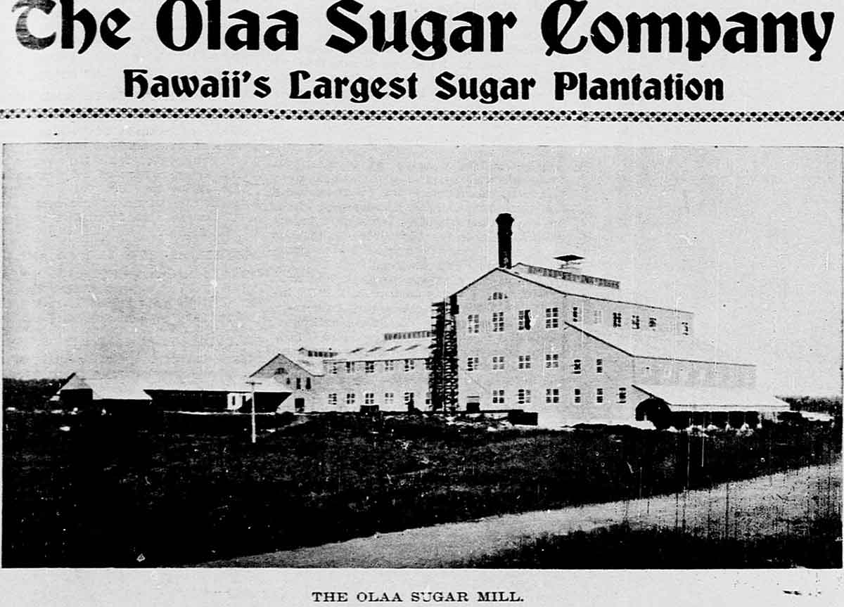 olaa sugar company mill