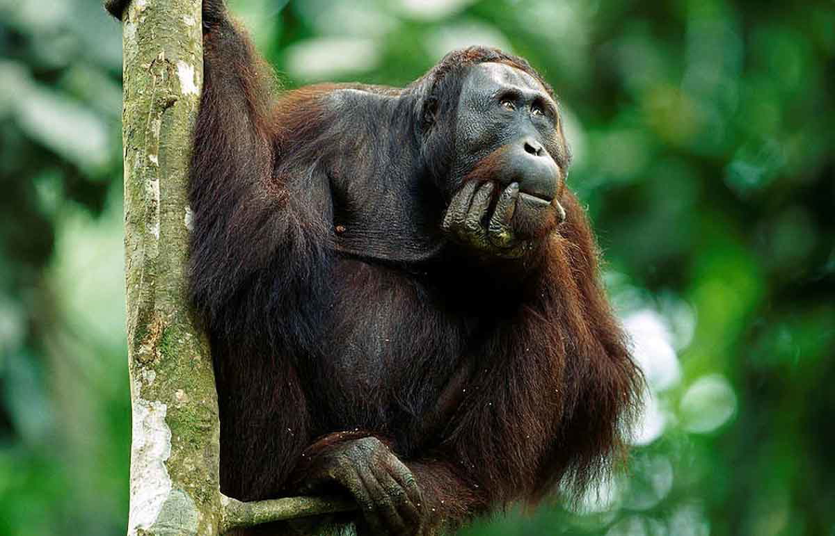 orangutan deep in thought