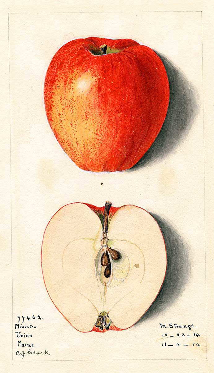 pomological specimen maine