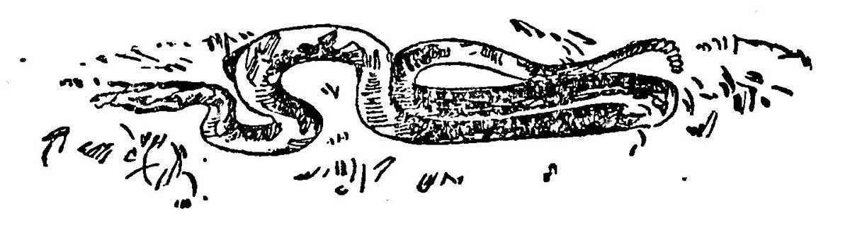 rattlesnake ink drawing