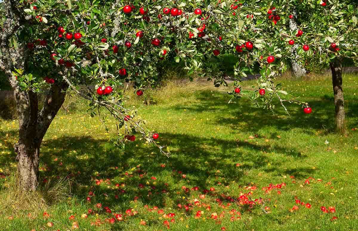 red apple tree