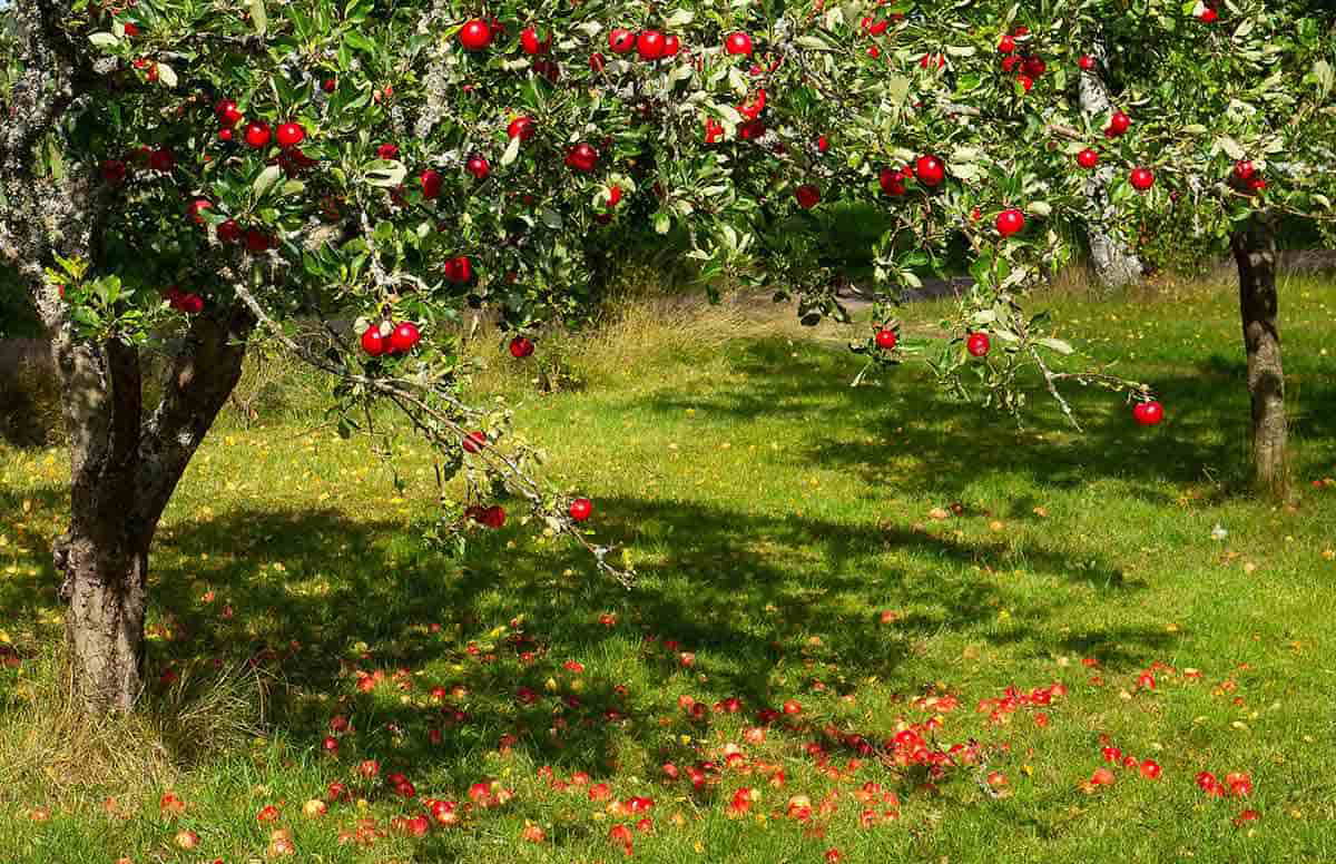 red apple tree