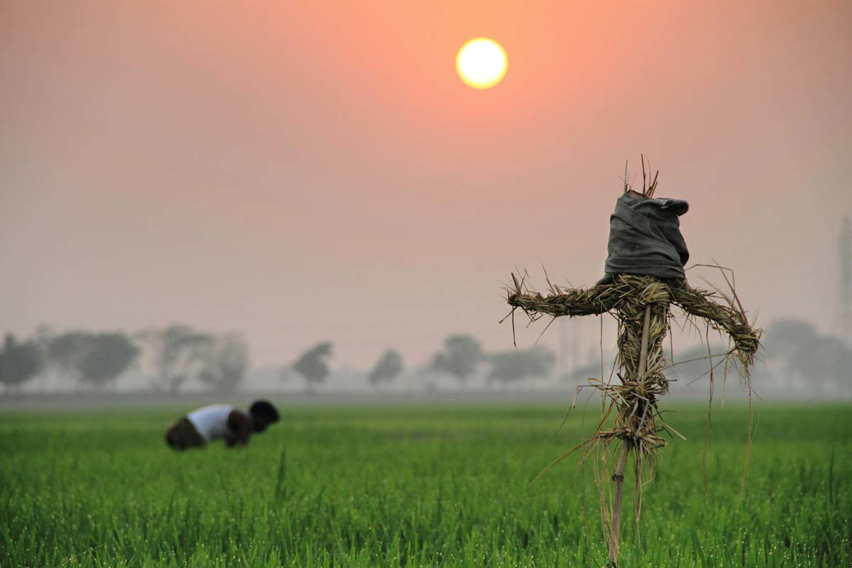 strawman scarecow photojpg