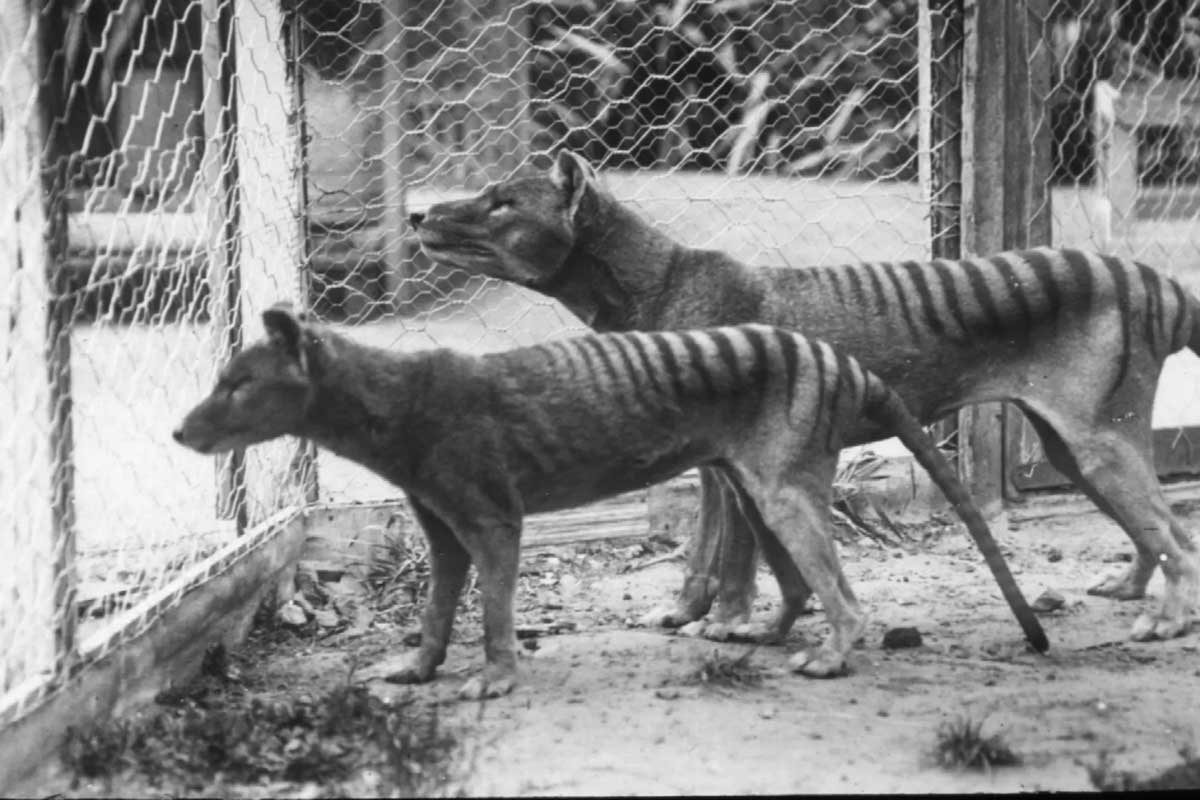 tasmanian tiger captivity