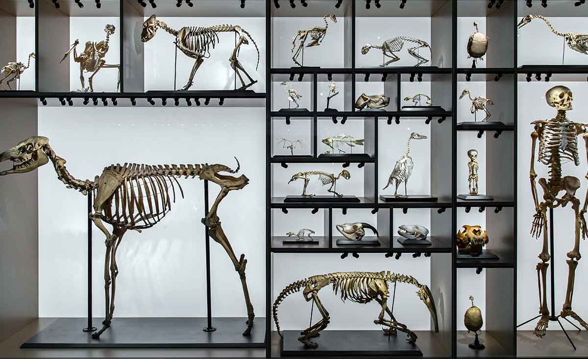 variety of animal skeletons