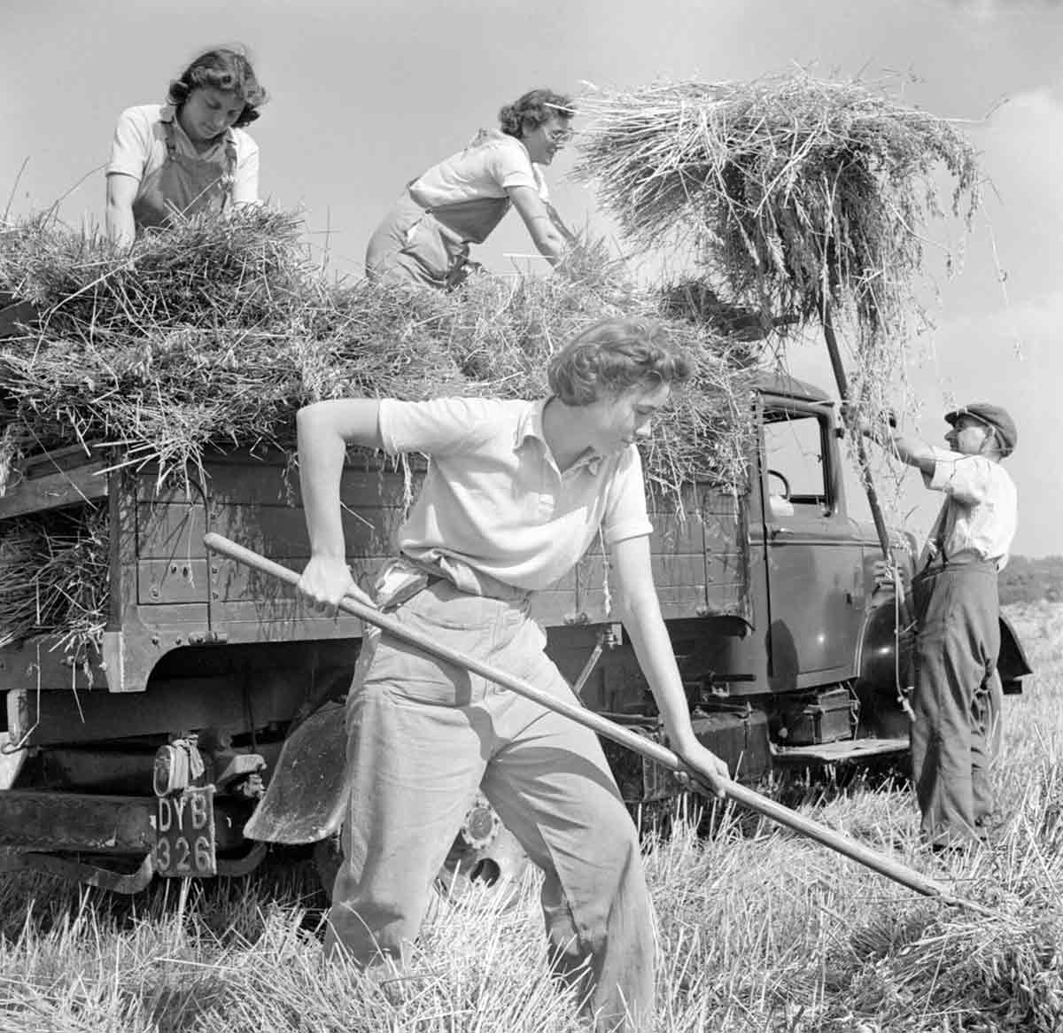 womens land army harvesting