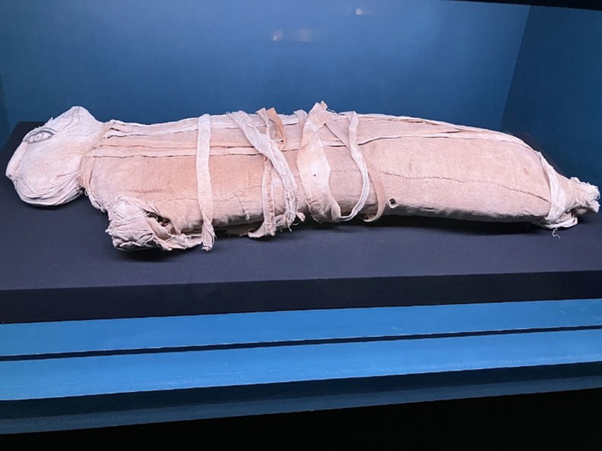 Cat Mummy